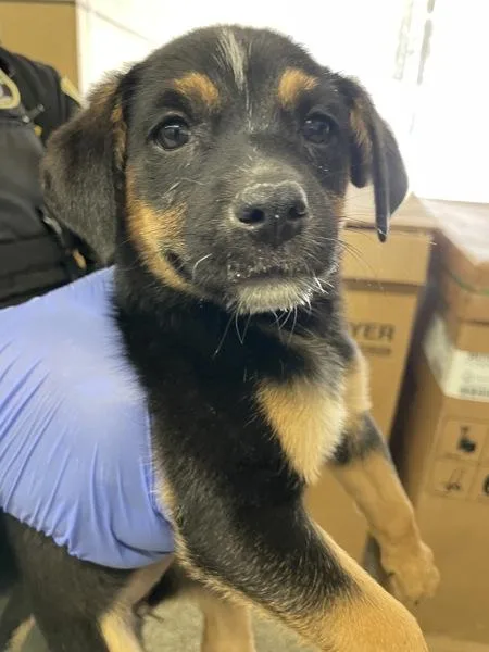 A baby medium-sized male Shepherd dog named Miller for adoption in Victorville, CA