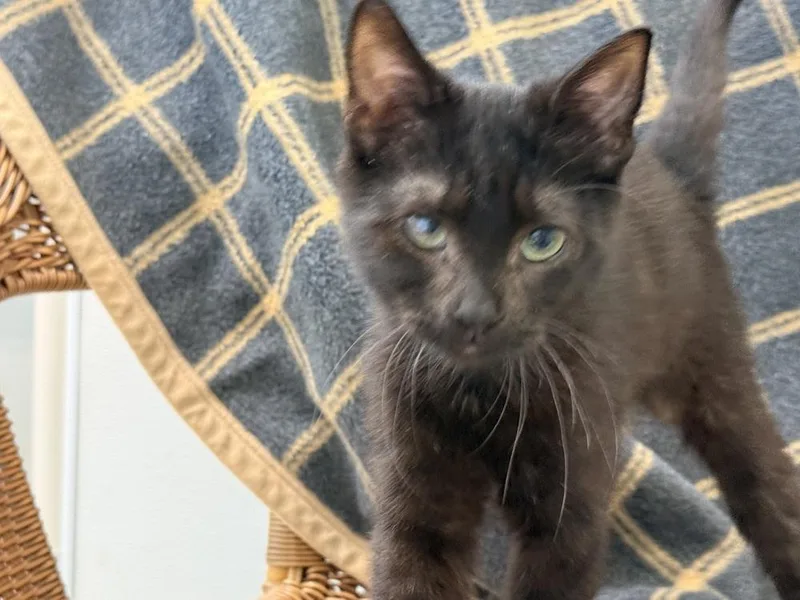 A baby small-sized male Black Domestic Short Hair cat named Hydro Flask for adoption in Fort Walton Beach, FL