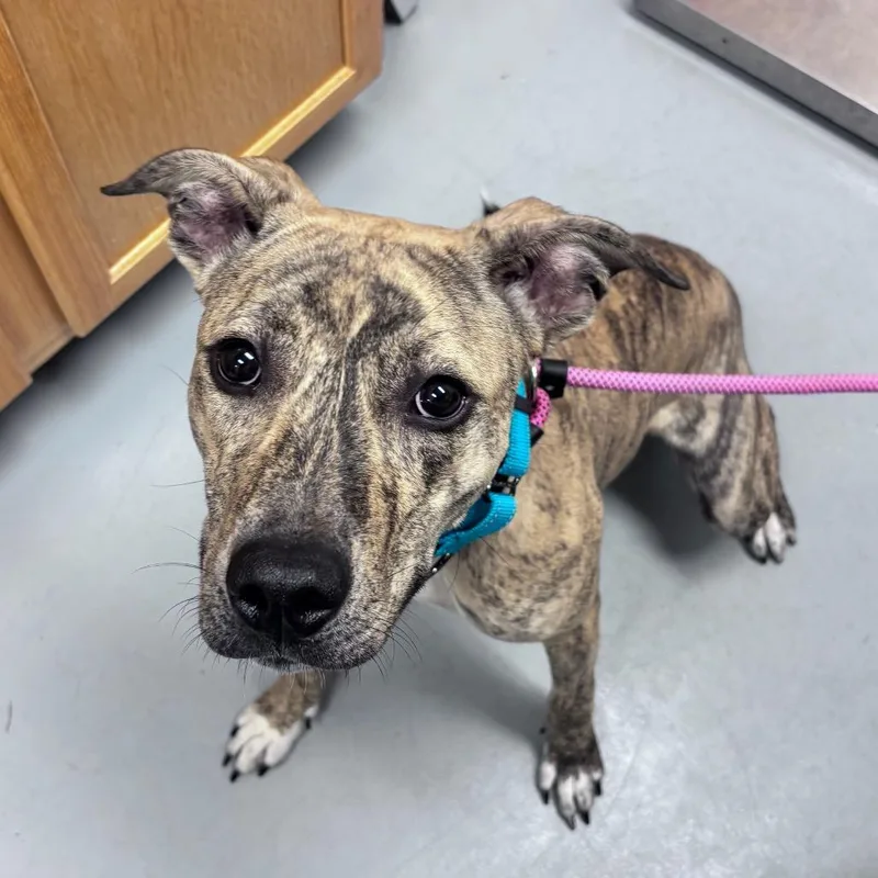 A young medium-sized female Brindle Mixed Breed dog named Martini for adoption in Bismarck, ND