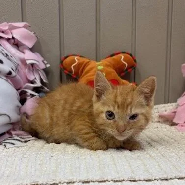 A baby small-sized male Orange / Red Domestic Short Hair cat named Quatro for adoption in Long Beach, CA