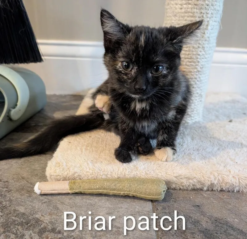 Briar thumbnail 2