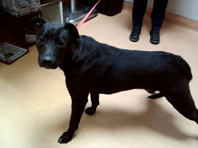 A young medium-sized female Pit Bull Terrier dog named Harley Quinn for adoption in Martinez, CA