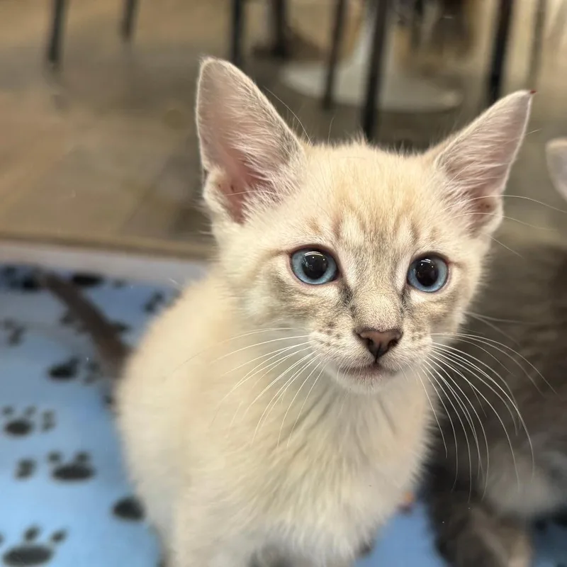A baby small-sized male Domestic Short Hair cat named Miles Davis for adoption in Los Angeles, CA