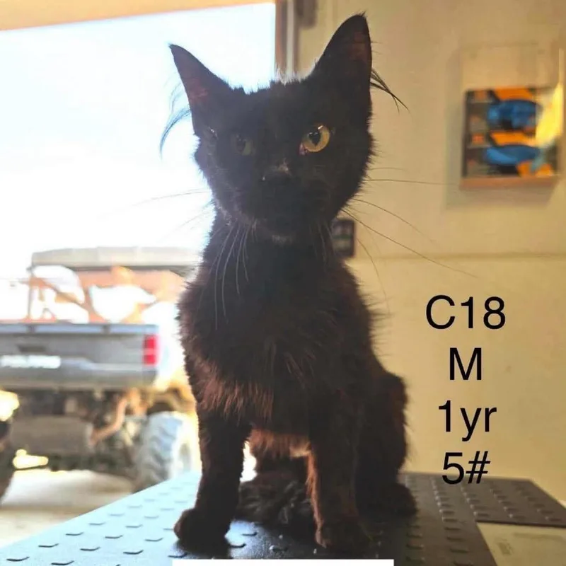 A young medium-sized male Domestic Short Hair cat named Einstein for adoption in Buffalo, MN