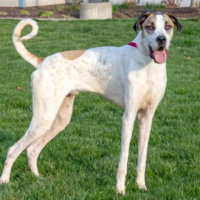 A young extra large-sized male Great Dane dog named Xander for adoption in St. Louis, MO