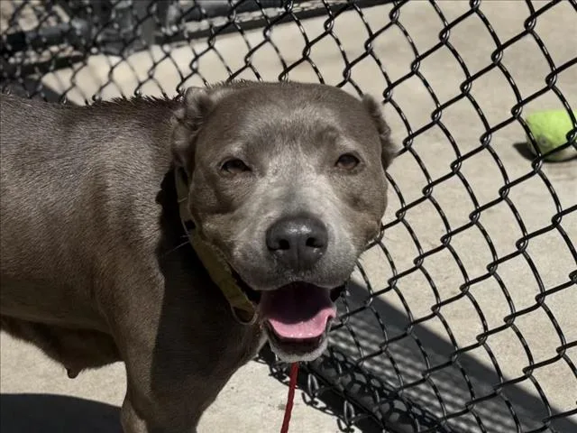 An adult large-sized female Pit Bull Terrier dog named Daisy for adoption in Tulsa, OK