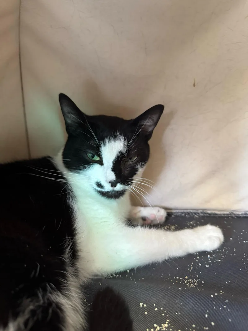 An adult large-sized male White Domestic Short Hair cat named Neil for adoption in Pacific Palisades, CA