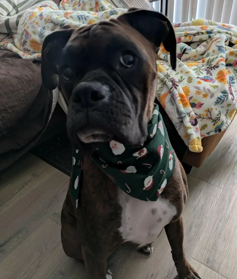 A young large-sized male Boxer dog named Maverick for adoption in Shakopee, MN