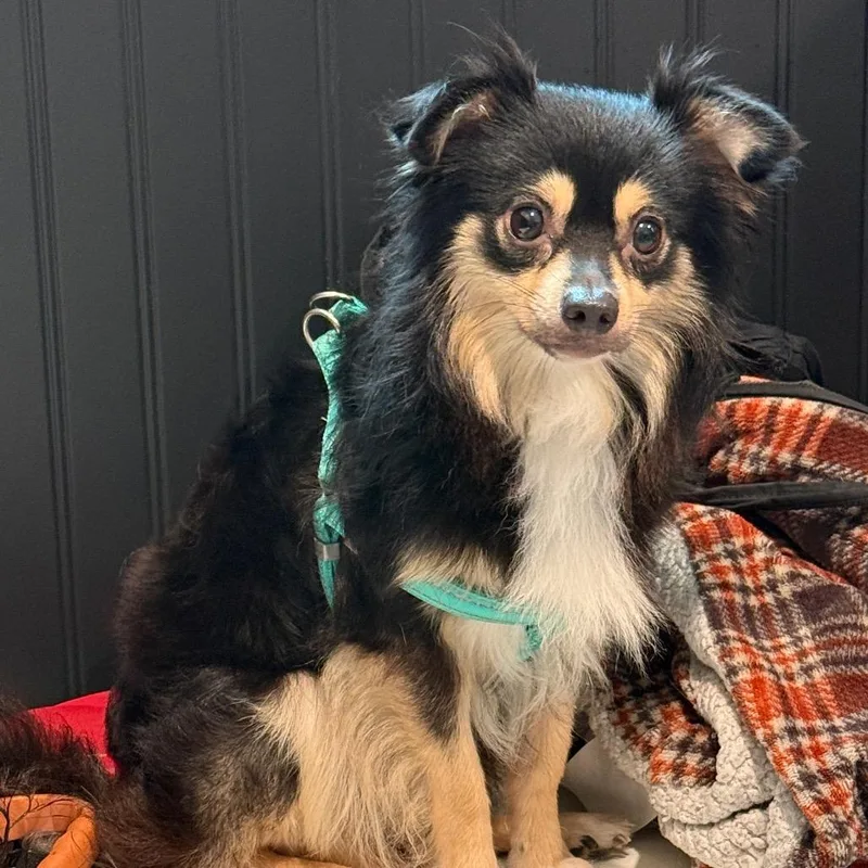 An adult small-sized male Chihuahua dog named Ricky for adoption in Cumming, GA