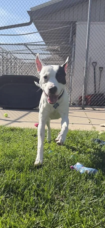 An adult medium-sized male Mixed Breed dog named Carter for adoption in Manitowoc, WI
