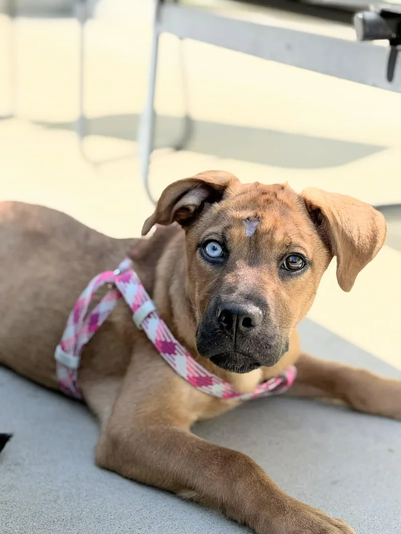 Sierra  Beer Litter thumbnail 2