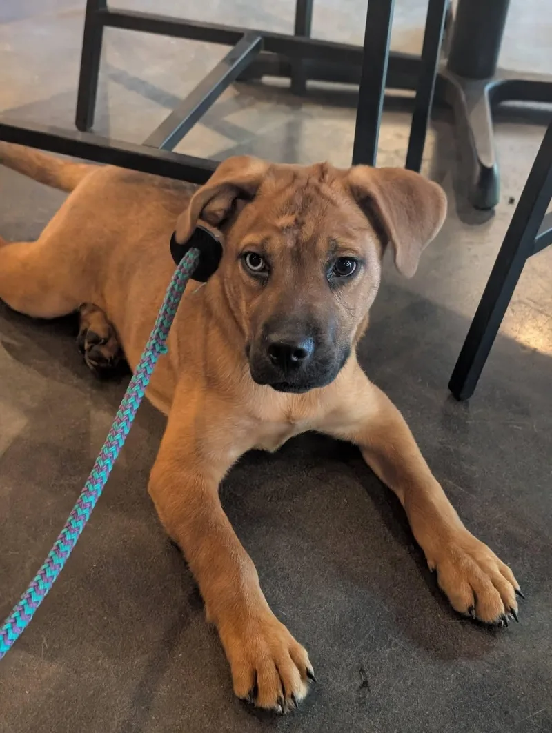 Sierra  Beer Litter thumbnail 3