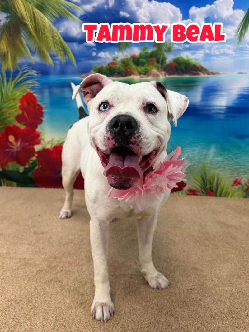 A young large-sized female White / Cream Mixed Breed dog named Tammy Beal for adoption in Flint, MI