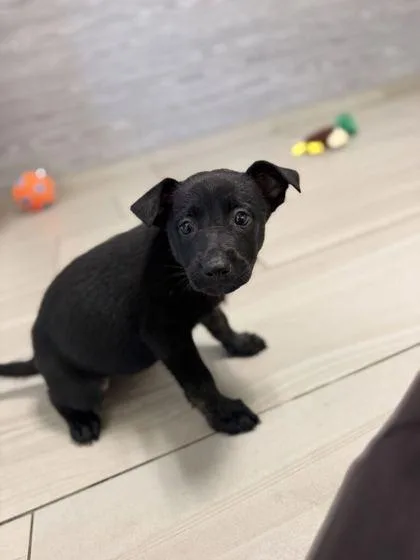 A baby small-sized female German Shepherd Dog dog named Polar Bear  P for adoption in Daytona Beach, FL