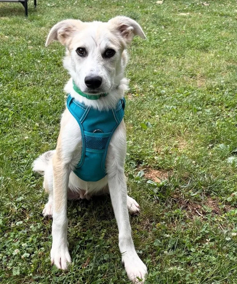 A young medium-sized male Great Pyrenees dog named Monty for adoption in Charlotte, NC