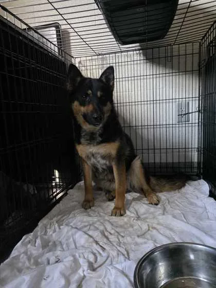 An adult large-sized female Mixed Breed dog named Bex for adoption in Sevierville, TN