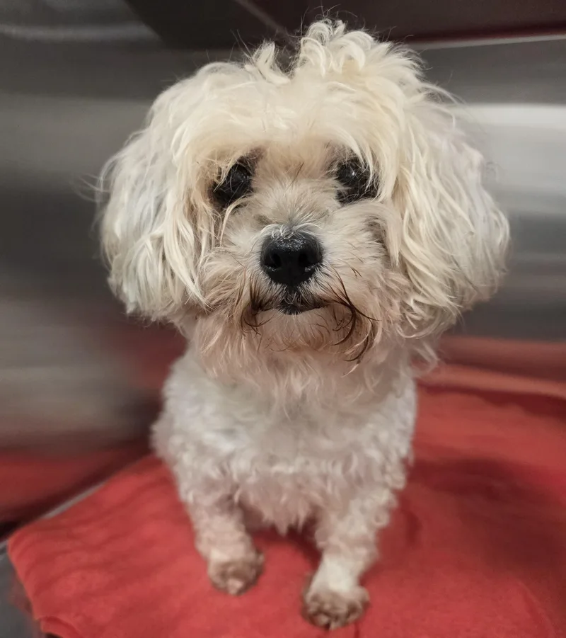 A senior small-sized female White / Cream Maltese dog named Lady for adoption in Amityville, NY