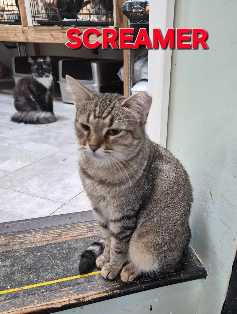 An adult medium-sized female Domestic Short Hair cat named Screamer for adoption in Rome, GA