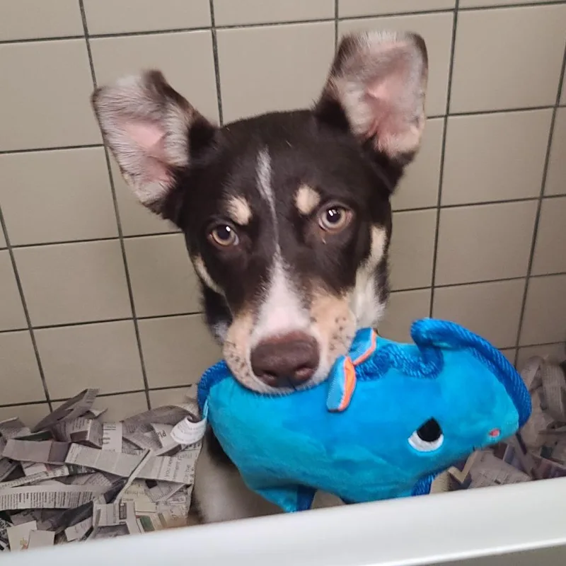A young medium-sized female Black Mixed Breed dog named Austin for adoption in Webster, TX