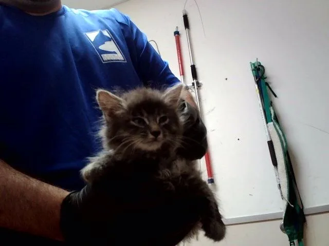 A baby small-sized female Domestic Medium Hair cat named A for adoption in Martinez, CA