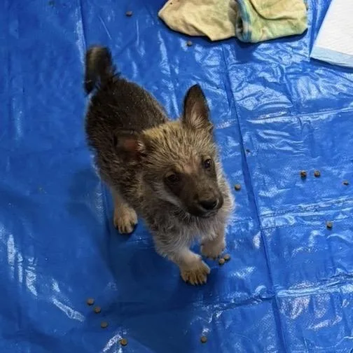 A baby small-sized male Yellow / Tan / Blond / Fawn Mixed Breed dog named Ashbury for adoption in Buffalo, MN