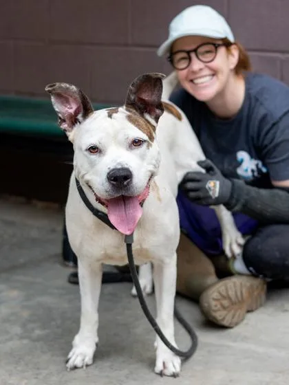 An adult large-sized female Mixed Breed dog named Henrietta for adoption in Chamblee, GA