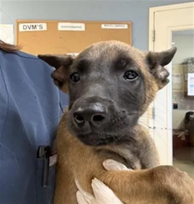 A baby small-sized male Belgian Shepherd / Malinois dog named Jackson for adoption in Riverside, CA