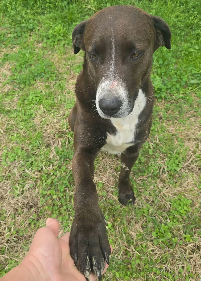 An adult medium-sized male Labrador Retriever dog named Matthew for adoption in Alexander, AR