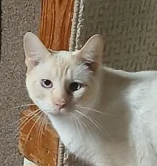 An adult medium-sized male Flame Point Siamese cat named 9434980 for adoption in Lees Summit, MO