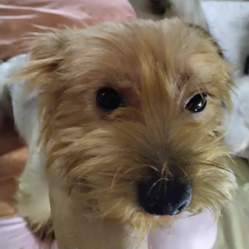 A young small-sized male Brindle Chihuahua dog named Scamp for adoption in Webster, TX