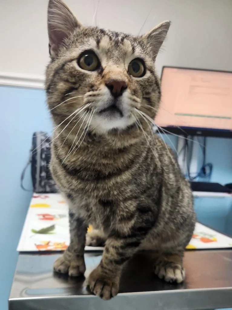 An adult medium-sized male Domestic Short Hair cat named Ernest for adoption in Pawtucket, RI