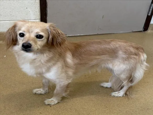 An adult small-sized female Dachshund dog named Janeway for adoption in Derwood, MD