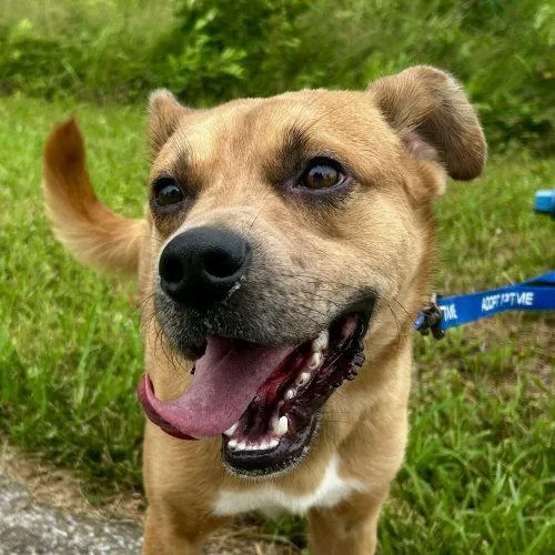 An adult medium-sized male Brown / Chocolate Mixed Breed dog named Rowdy  D for adoption in Frankfort, KY