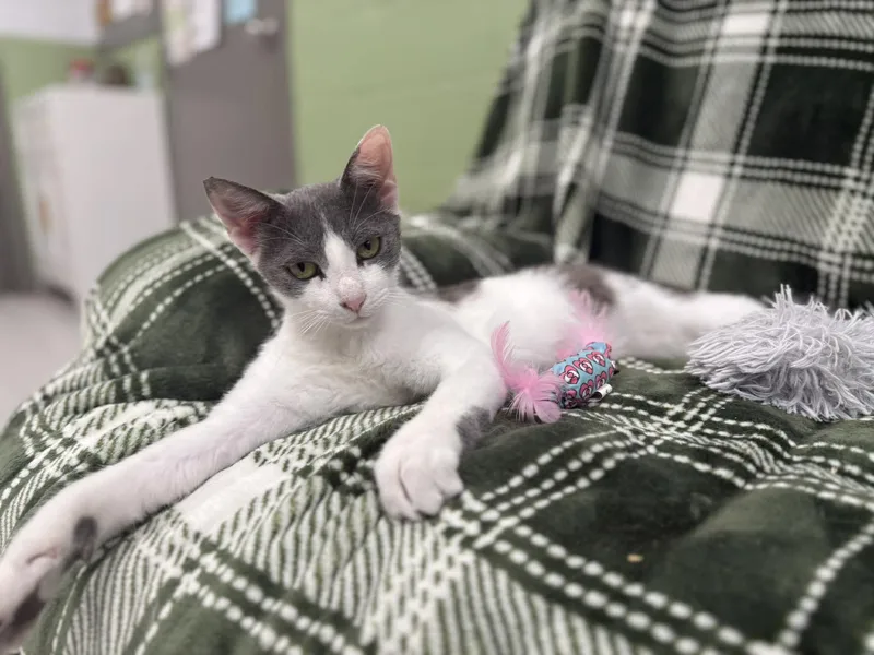 An adult medium-sized male Gray & White Domestic Short Hair cat named Moocat for adoption in Leitchfield, KY