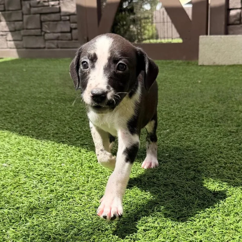 A baby medium-sized female Mixed Breed dog named Pepper for adoption in LOXAHATCHEE, FL