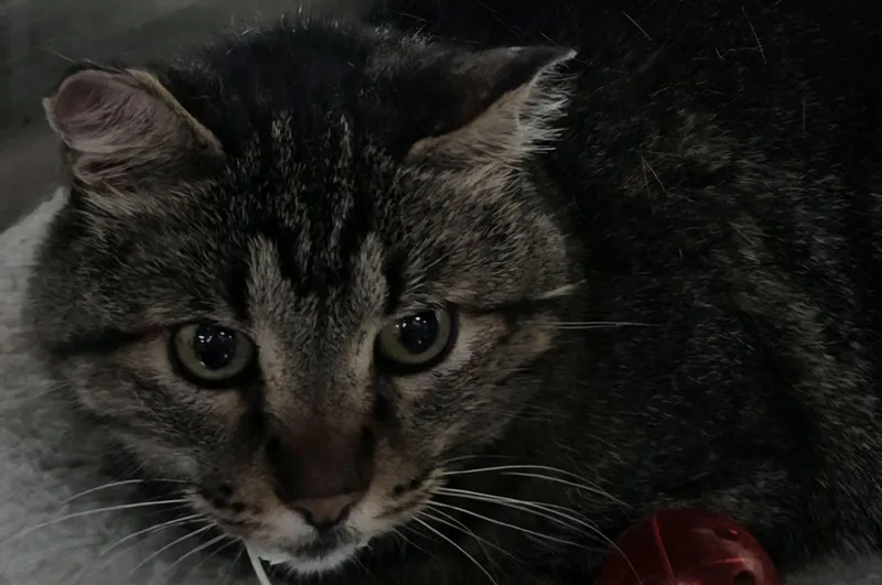 An adult medium-sized male Tiger cat named Lucky for adoption in Austin, MN