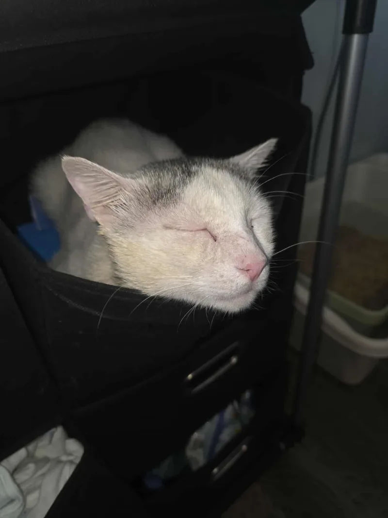 Gideon Elias thumbnail 3