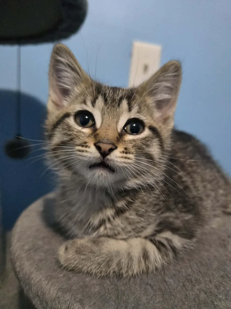 A baby medium-sized male Tabby (Brown / Chocolate) Domestic Short Hair cat named Wasabi for adoption in Davison, MI