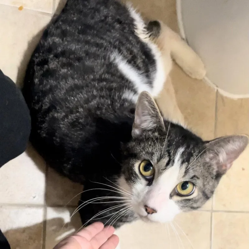 An adult medium-sized male Domestic Short Hair cat named Whodini for adoption in Brooklyn, NY