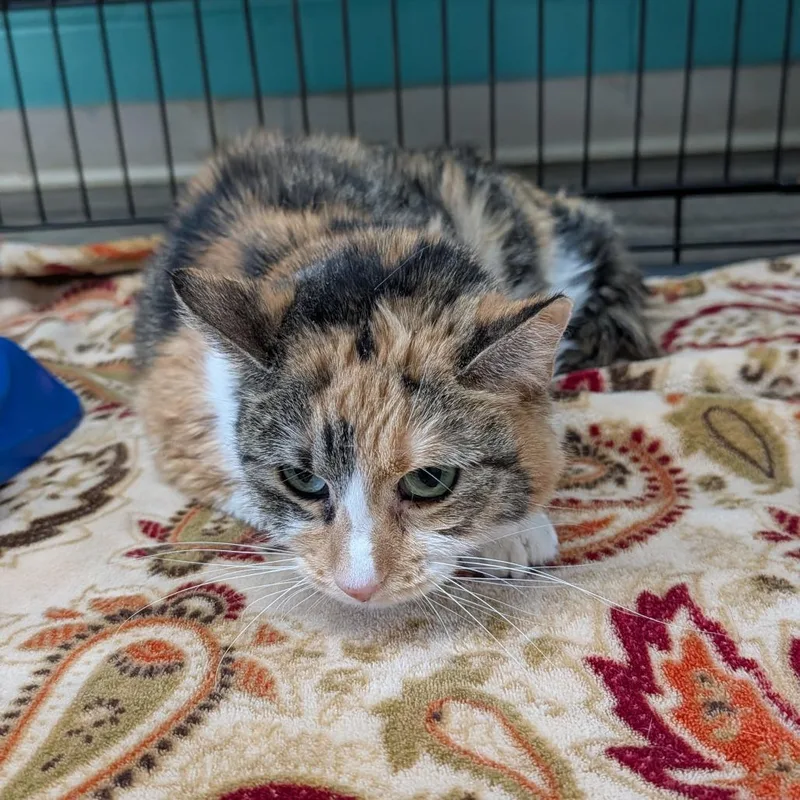 A senior medium-sized female Domestic Medium Hair cat named Casey for adoption in Jefferson city, TN