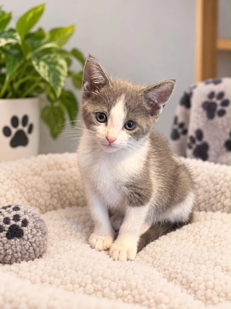 A baby small-sized female Gray & White American Shorthair cat named Titiana for adoption in Laguna Beach, CA