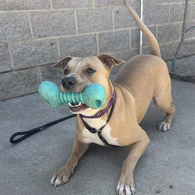 An adult large-sized male American Staffordshire Terrier dog named Spunk for adoption in Lincolnton, NC