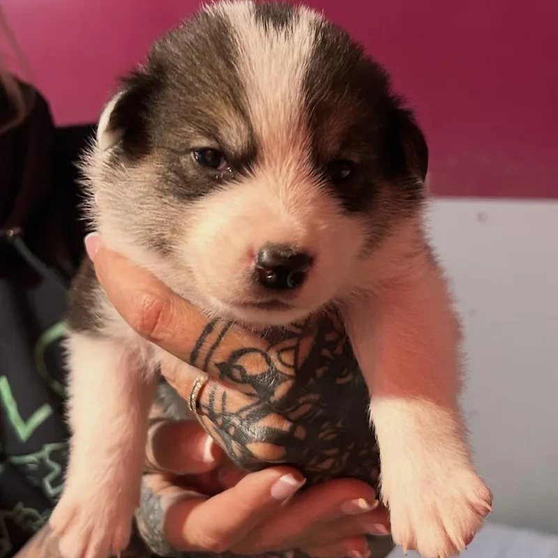 A baby medium-sized male Border Collie dog named Frost for adoption in Point Richmond, CA