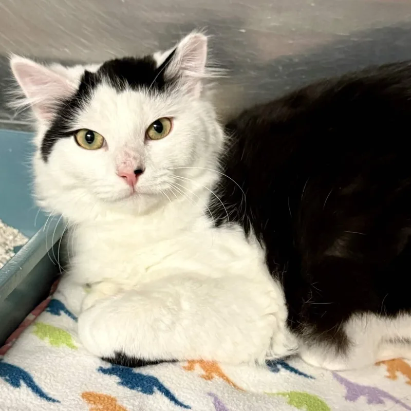 A young medium-sized male White Domestic Long Hair cat named Clay for adoption in Exeter, RI