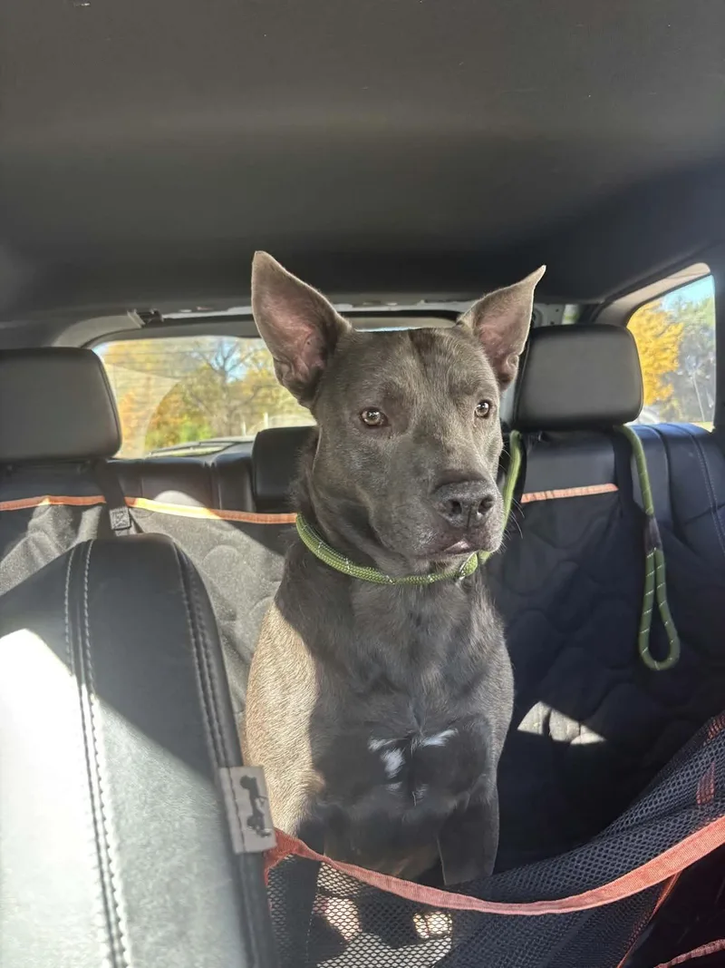 A young medium-sized male Gray / Blue / Silver Cattle Dog named Rocky for adoption in Lapeer, MI