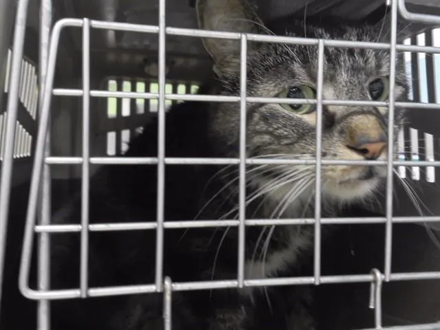An adult medium-sized male Domestic Short Hair cat named Parker for adoption in Omaha, NE