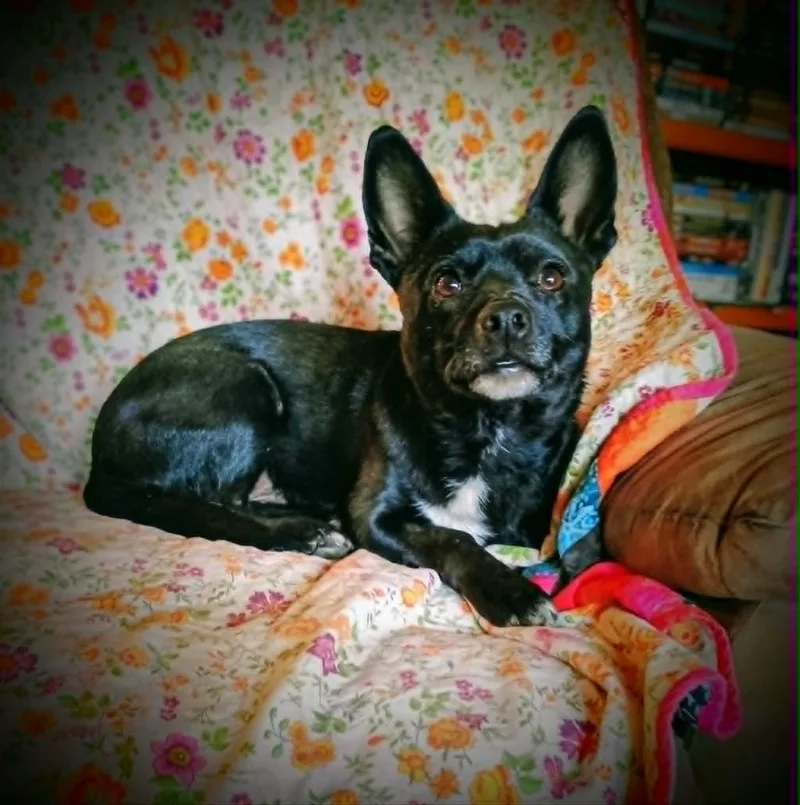 Lollipop thumbnail 2