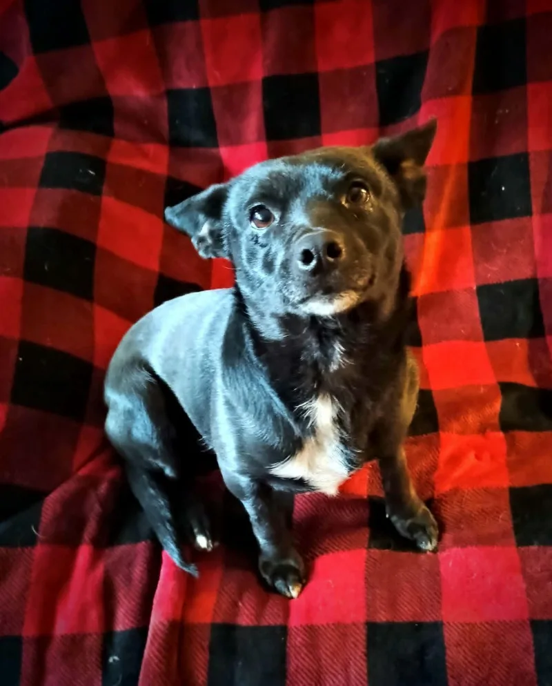 Lollipop thumbnail 3