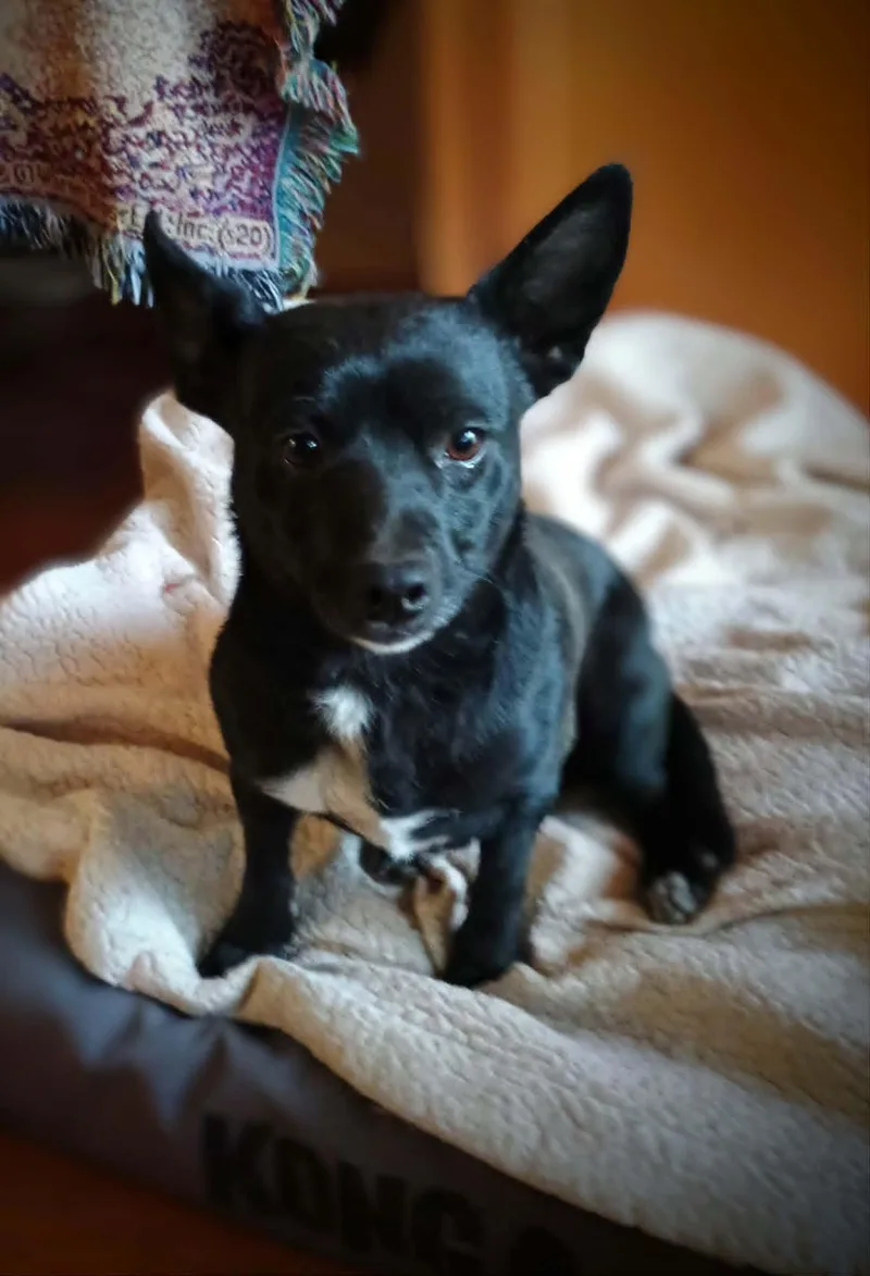 Lollipop thumbnail 4