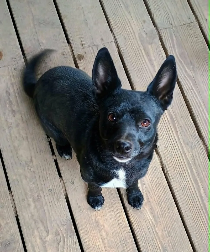 Lollipop thumbnail 5